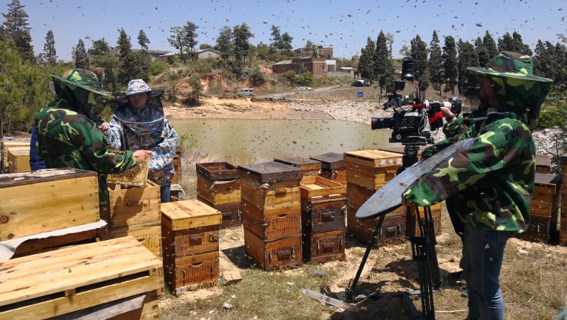 “蜂”暴大片！取景云南！不用加特效，也能媲美好萊塢！ 